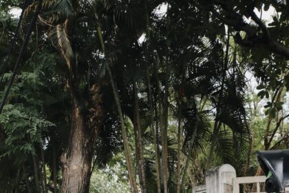 A complete guide to Chiang Mai
