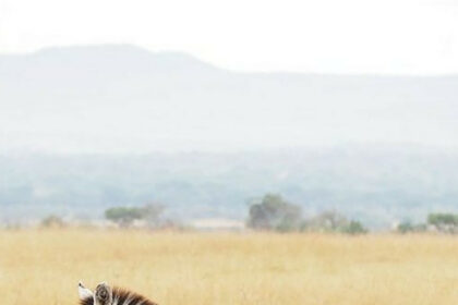 Everything you need to know before visiting Tanzania