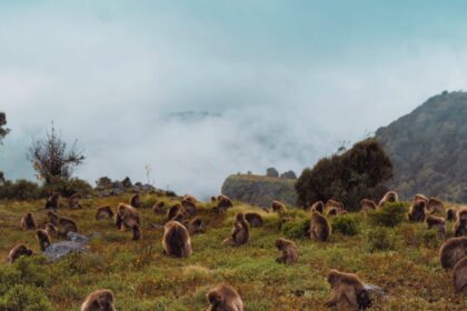 Simien Mountains guide