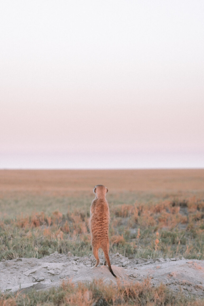 How to watch meerkats in Botswana
