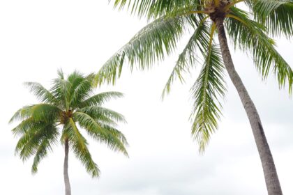 Islands to Hop to Tahiti: The Best Islands to Visit Tahiti