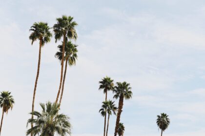 These are the coolest hotels in Palm Springs