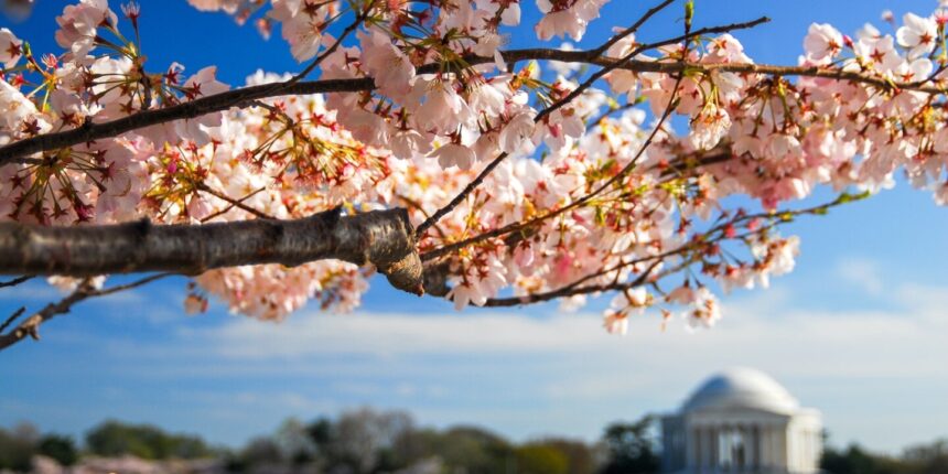 Time to Expect DC Cherry Blossom Peak Blossom in 2025