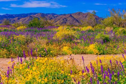 Will California experience Super Bloom in 2025?