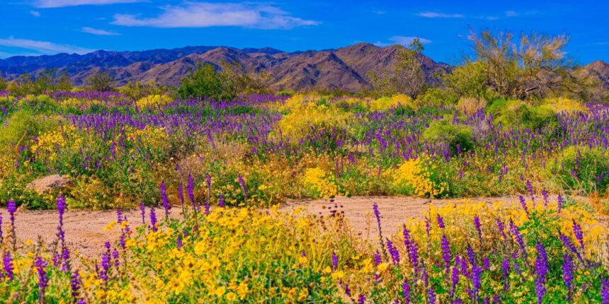 Will California experience Super Bloom in 2025?