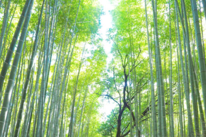 20 Reasons to Visit Japan (as 5 minutes ago)
