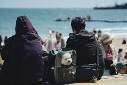 Brexit was complicated to travel between the UK and the EU with pets, but new rules could change that