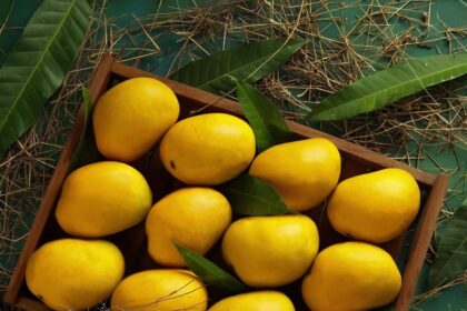 Discover the joys of the mango season across India in 2025
