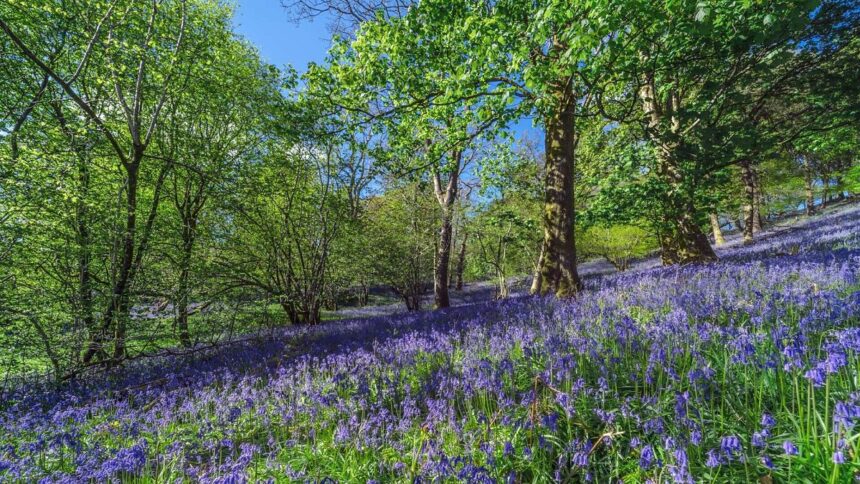Healing Petals: Why Spring Flower Season in Europe is a natural remedy you didn't need