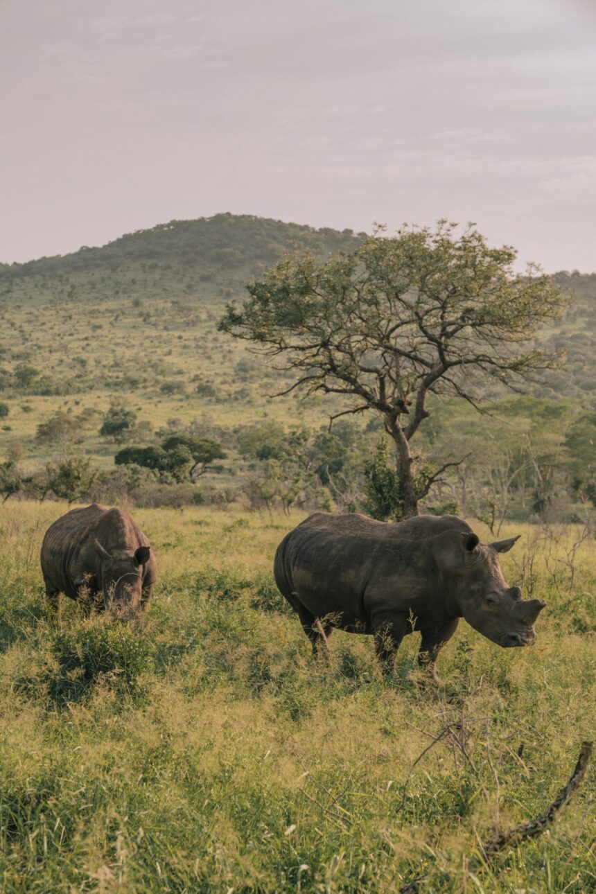 Purpose Safari: My Rhino Protection Diary