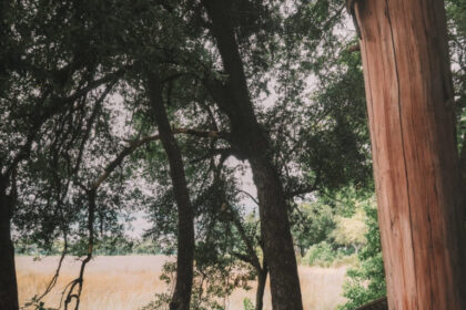 Review: Andbeyondsandibe Safari Lodge by Botswana