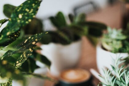 Best Coffee Shops in Ljubljana