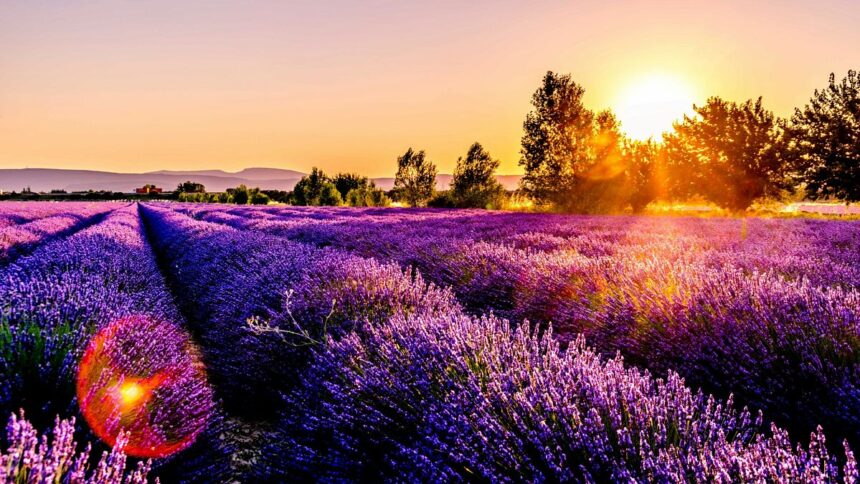 Spanish towns are working on overtourism after Lavender Field hits social media